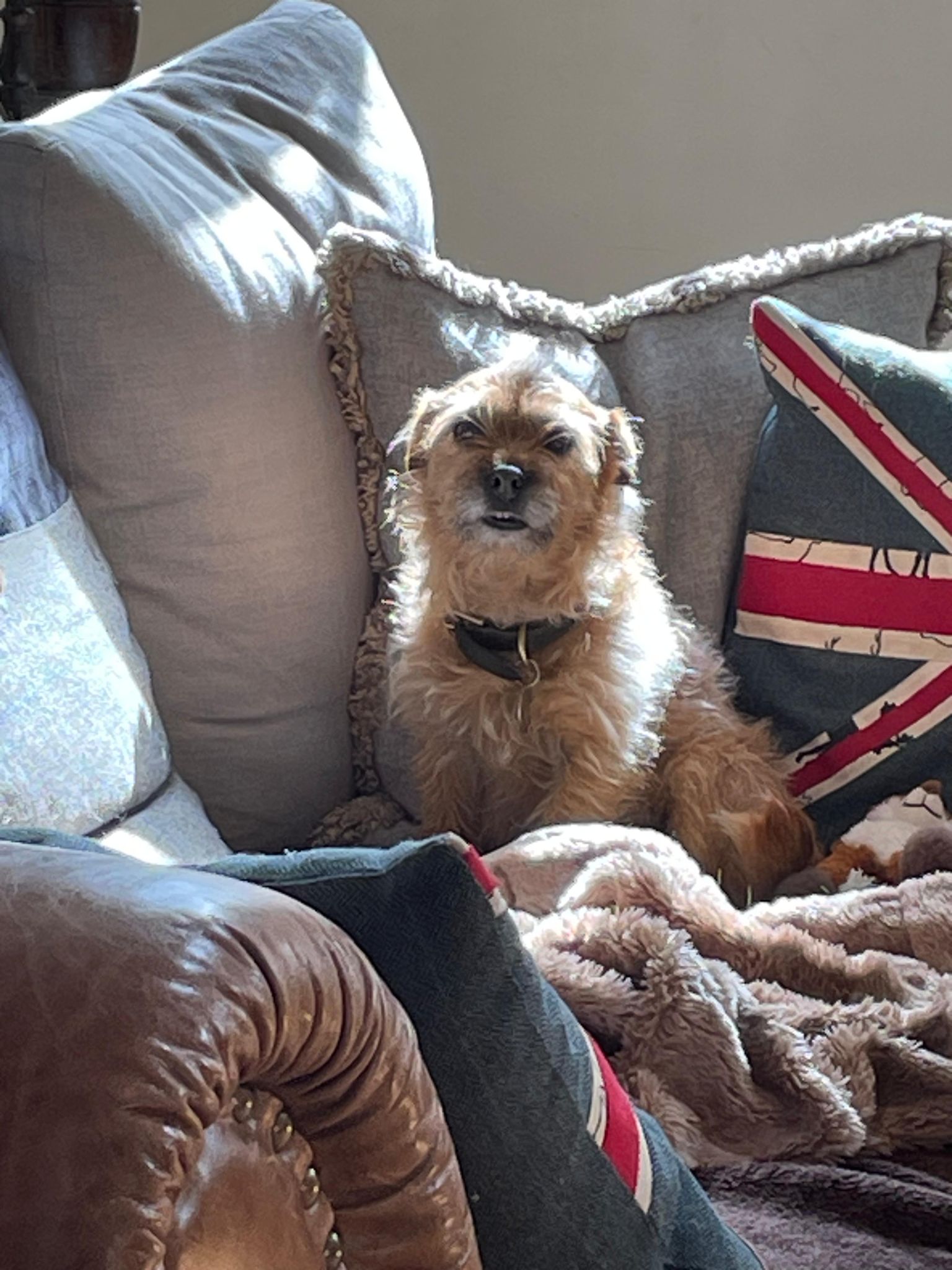 Small terrier relaxing comfortably on the sofa
